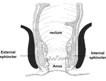 local anatomy